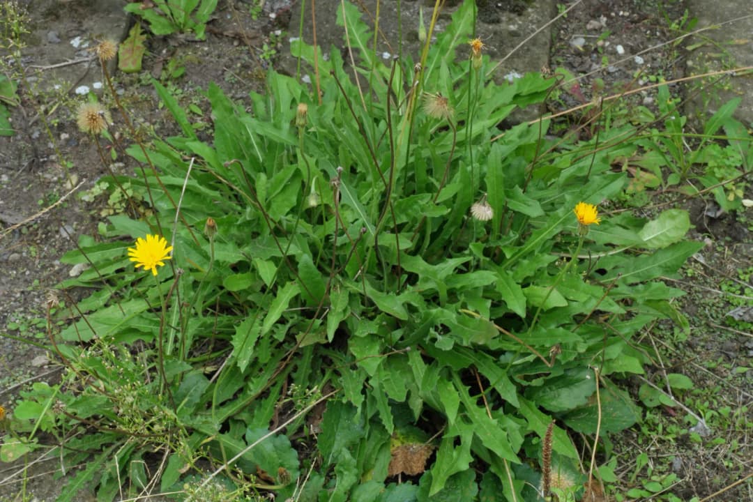 Leontodon hispidus - Photo 4 sur 7