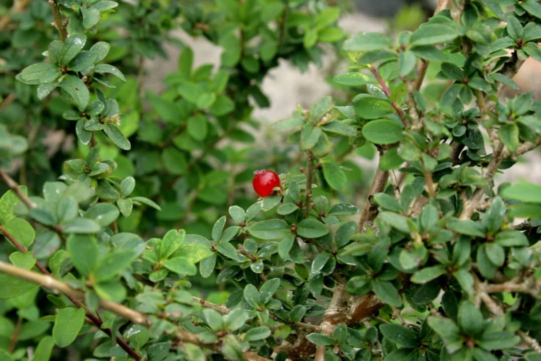 Lonicera angustifolia - Photo 3 sur 3