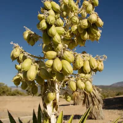 Photo de Yucca banane (Yucca baccata), Arbuste