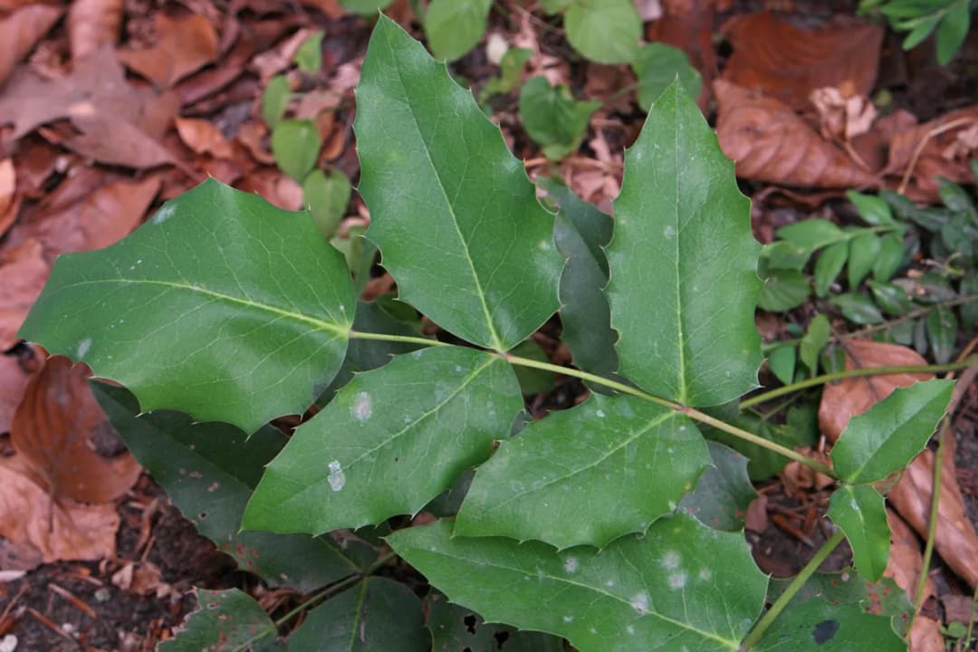 Mahonia aquifolium - Photo 2 sur 7