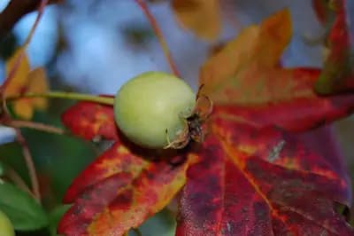 Photo de Pommier à feuilles d'érable (Malus trilobata), Canopée