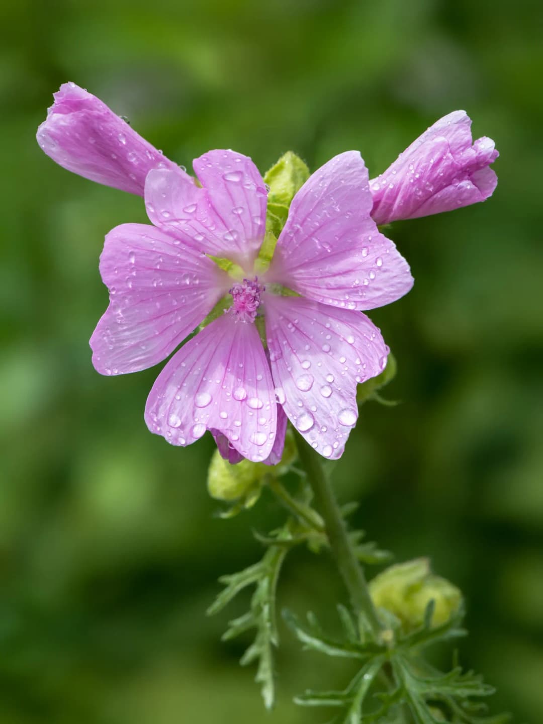Malva moschata - Photo 3 sur 4