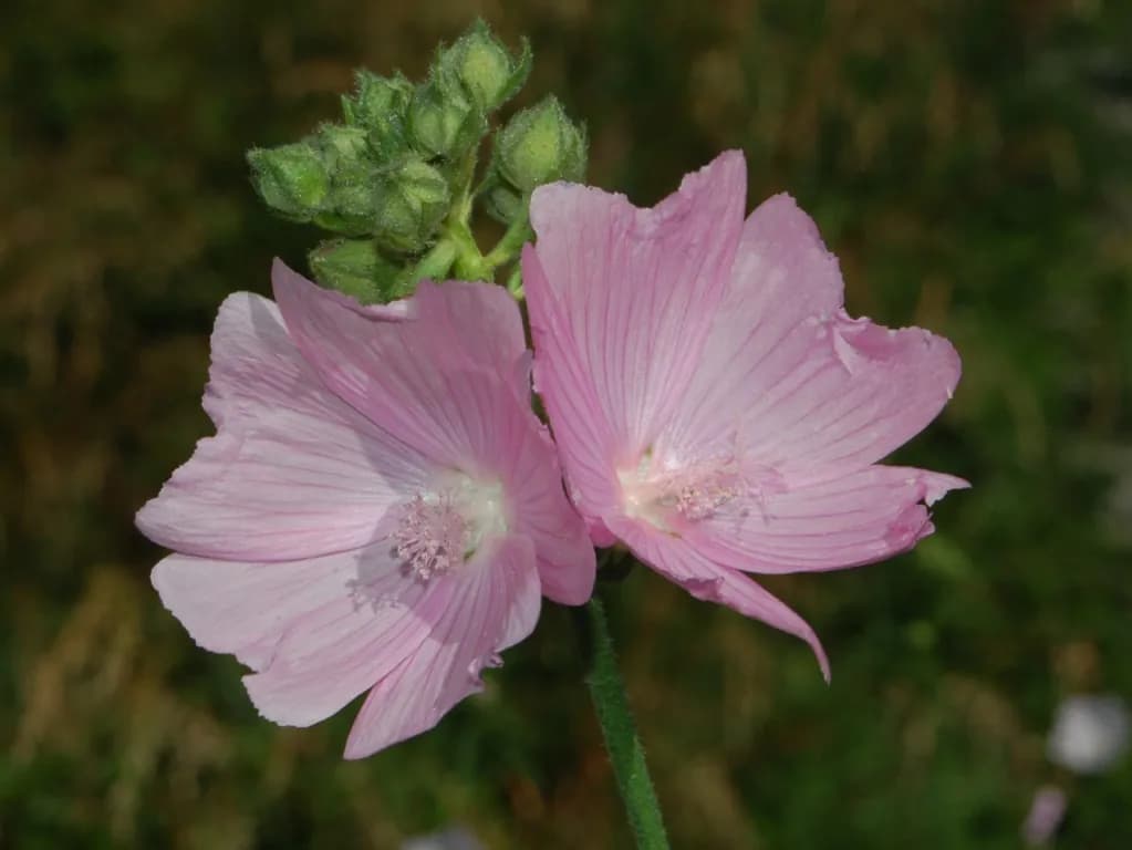 Malva alcea - Photo 6 sur 6