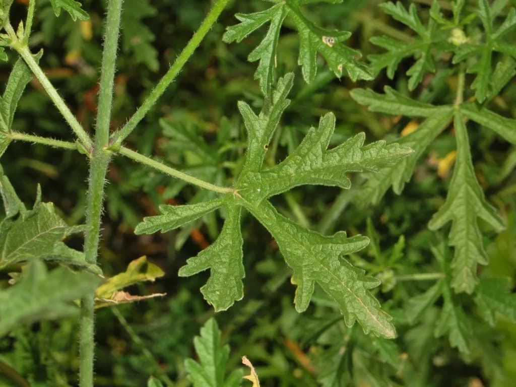 Malva alcea - Photo 3 sur 6