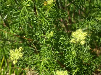 Photo de Mauve musquée (Malva moschata), Couvre-sol