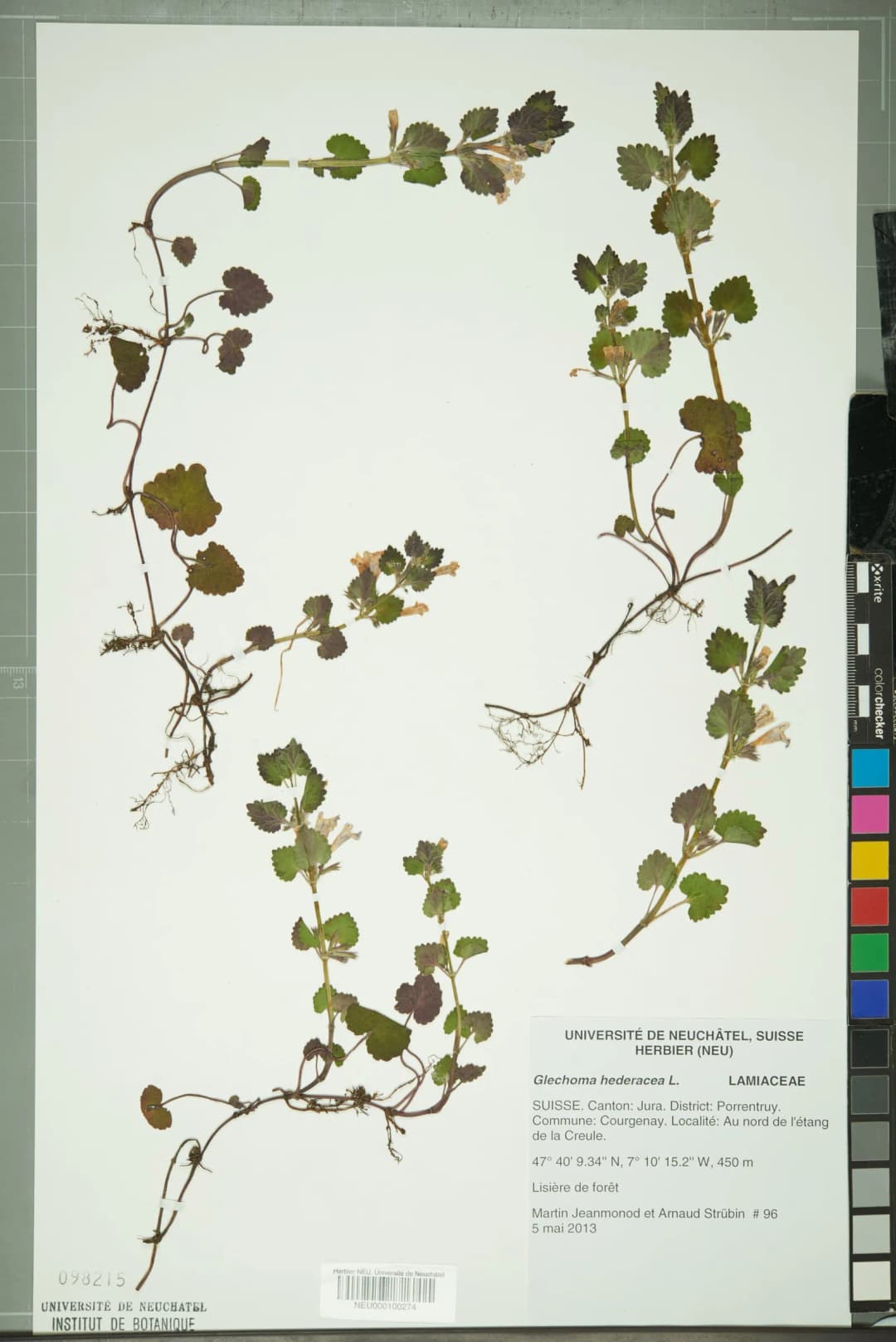 Glechoma hederacea - Photo 2 sur 4