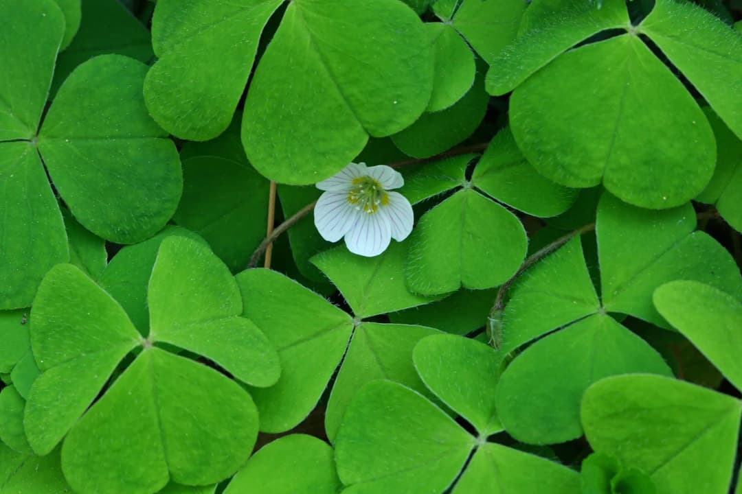 Oxalis acetosella - Photo 1 sur 5