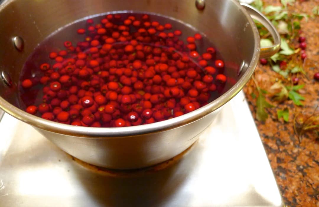 Crataegus sp. - Photo 4 sur 6