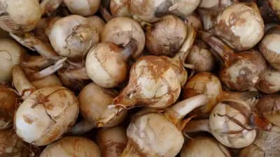 Photo de Sagittaire à feuilles en flèche (Sagittaria sagittifolia), Rhizosphère