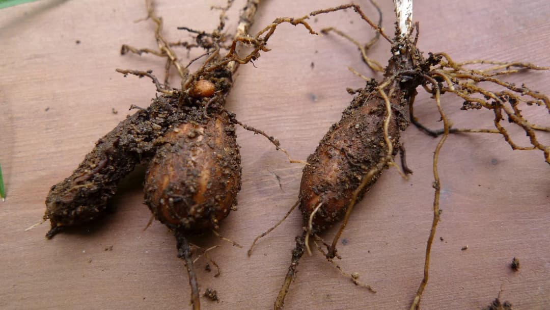 Perideridia gairdneri - Photo 4 sur 4