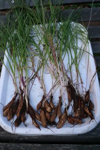 Photo de Yampah de Gairdner (Perideridia gairdneri), Rhizosphère