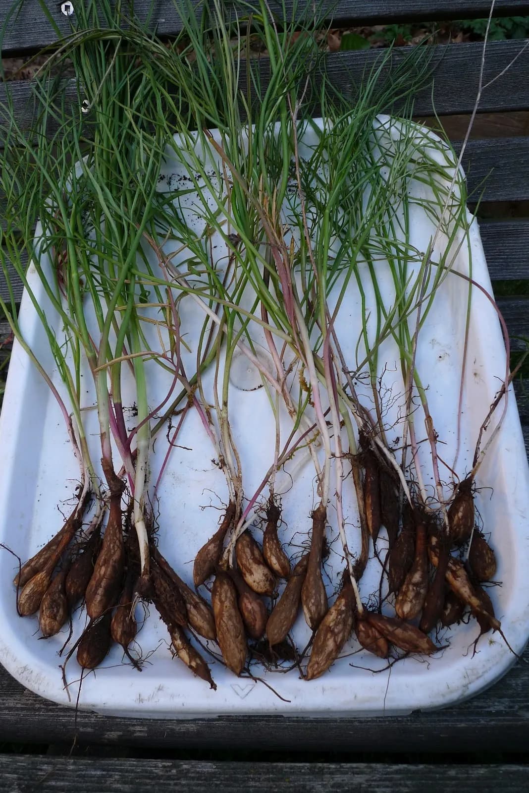 Perideridia gairdneri - Photo 1 sur 4