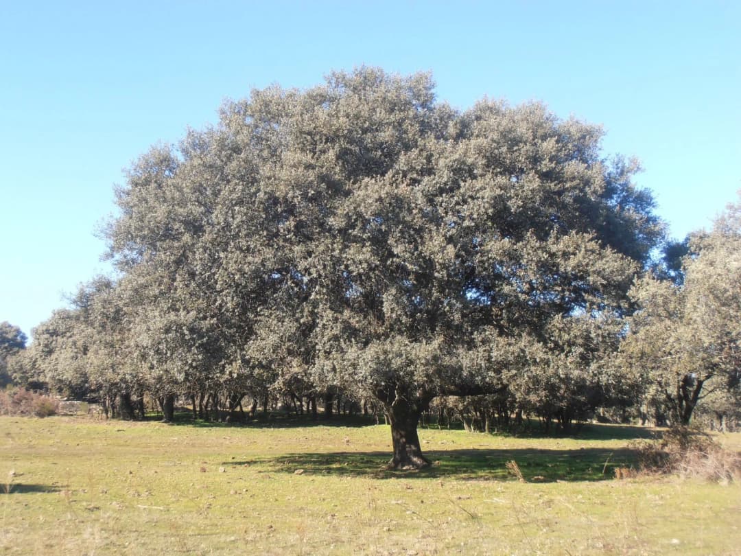 Quercus ilex ballota (Chêne vert doux) 'Valenciana dulce' - Photo 2 sur 3