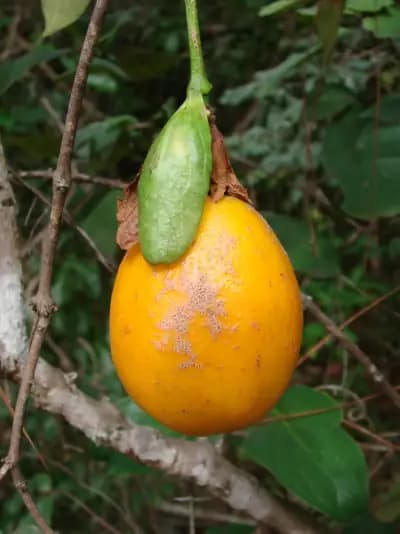 Photo de Fruit de la Passion (Passiflora tucumanensis), Grimpante