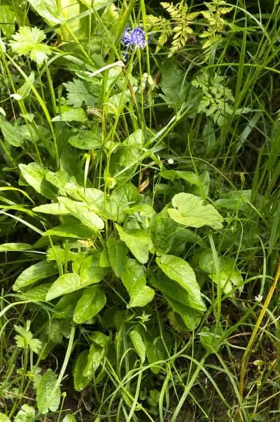 Photo de Raiponce (Phyteuma orbiculare), Couvre-sol