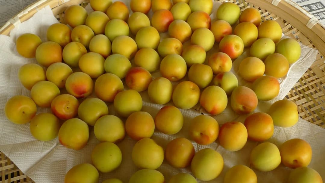 Prunus davidiana - Photo 2 sur 4