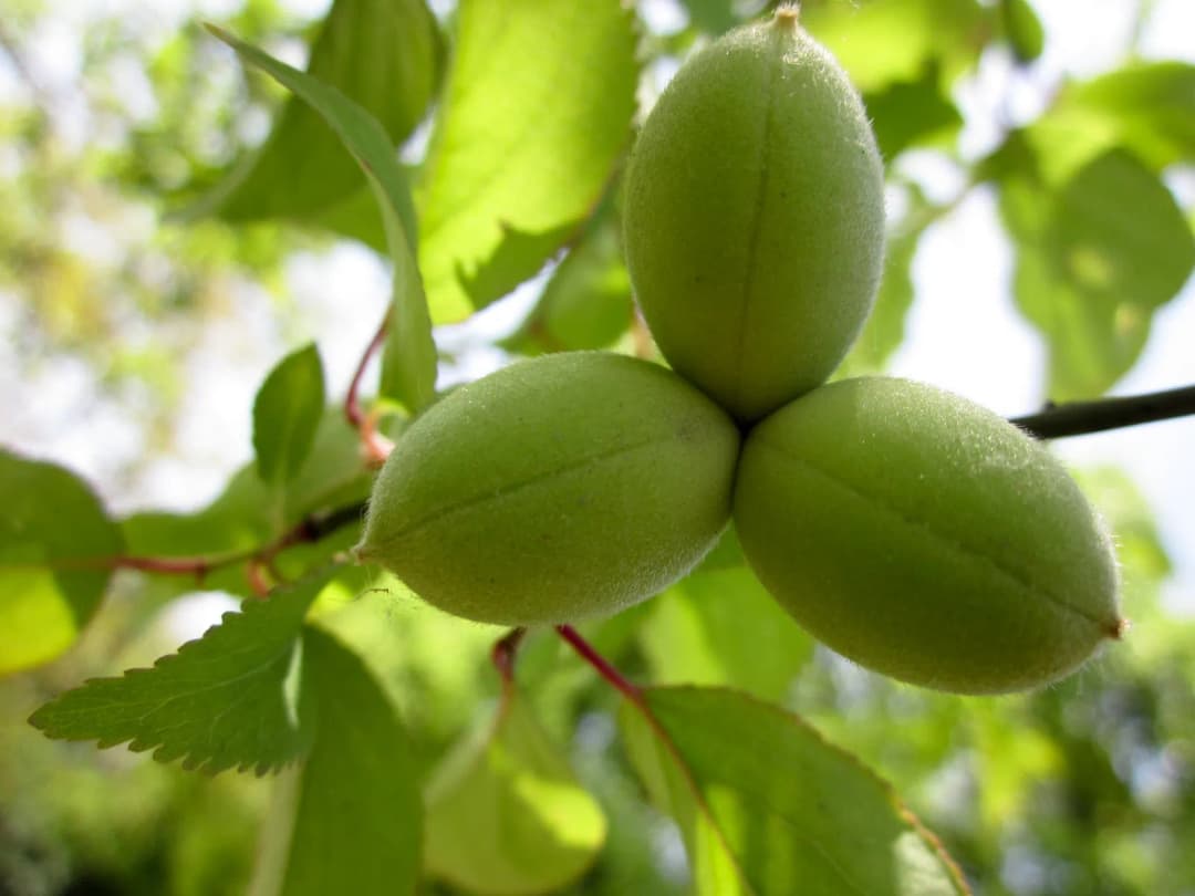 Prunus davidiana - Photo 3 sur 4