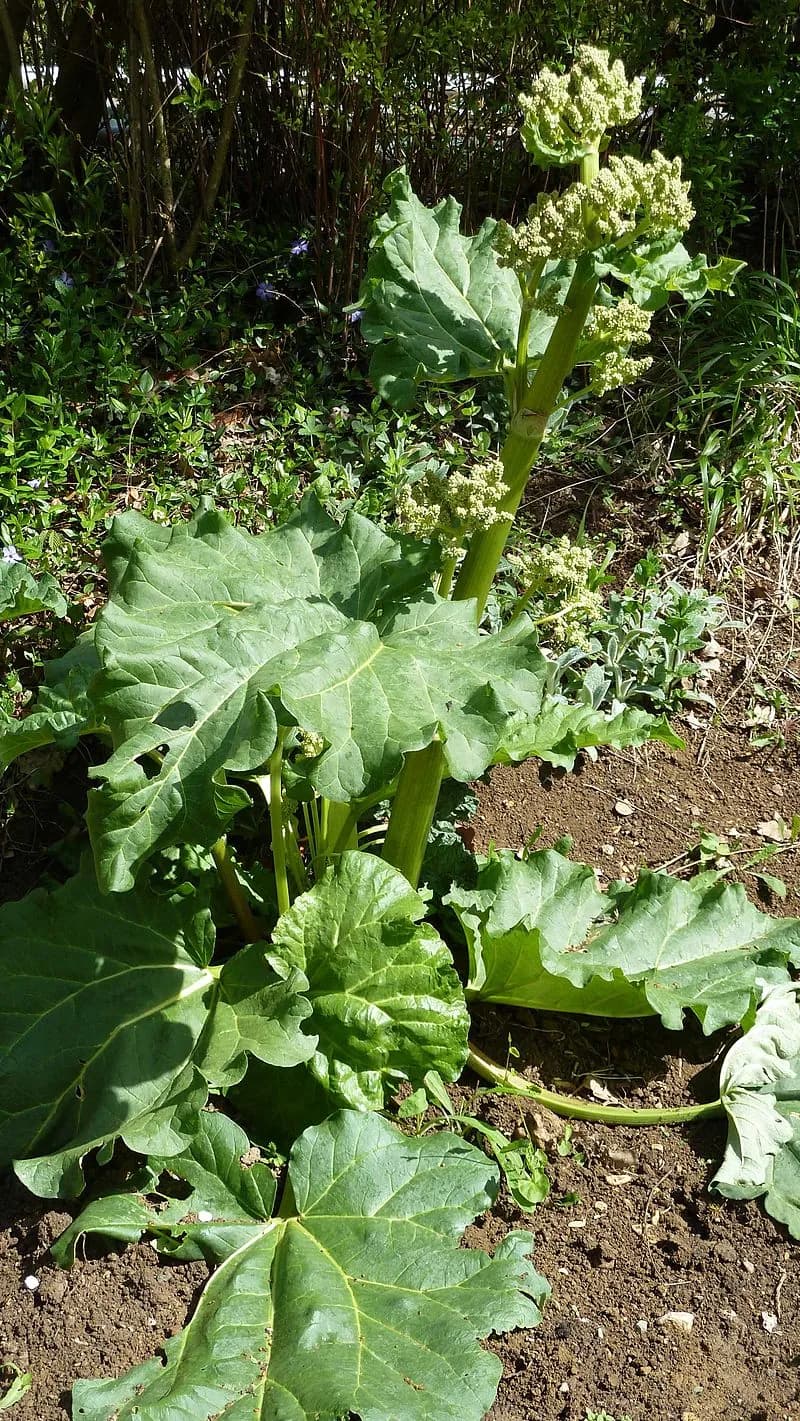 Rheum rhaponticum - Photo 4 sur 4