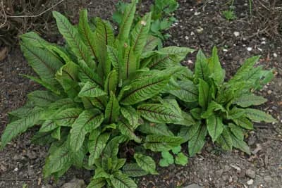 Photo de Oseille sanguine (Rumex sanguineus), Couvre-sol