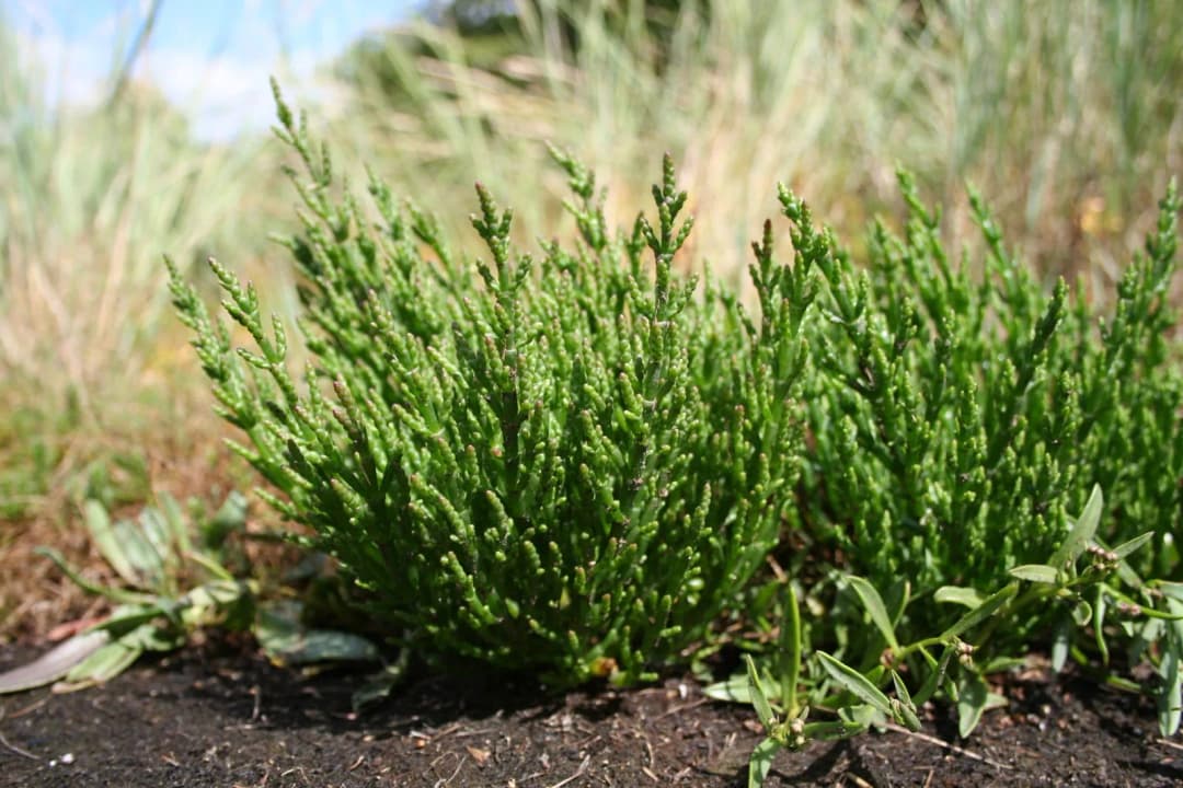 Salicornia europaea - Photo 1 sur 4