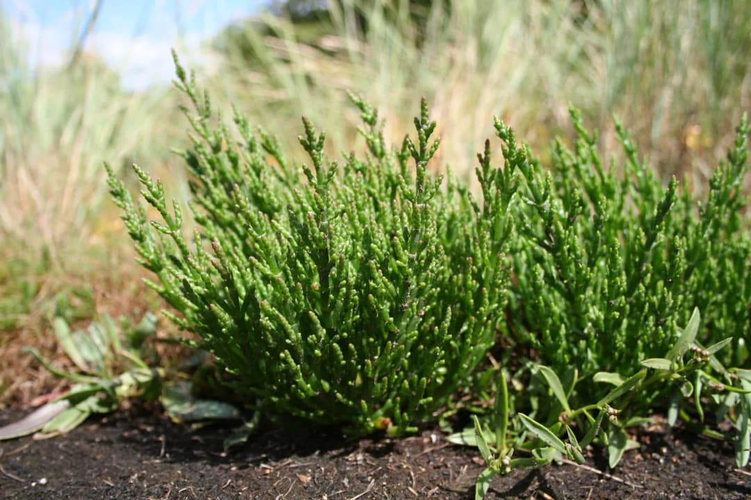 Salicornia europaea - Photo 2 sur 4