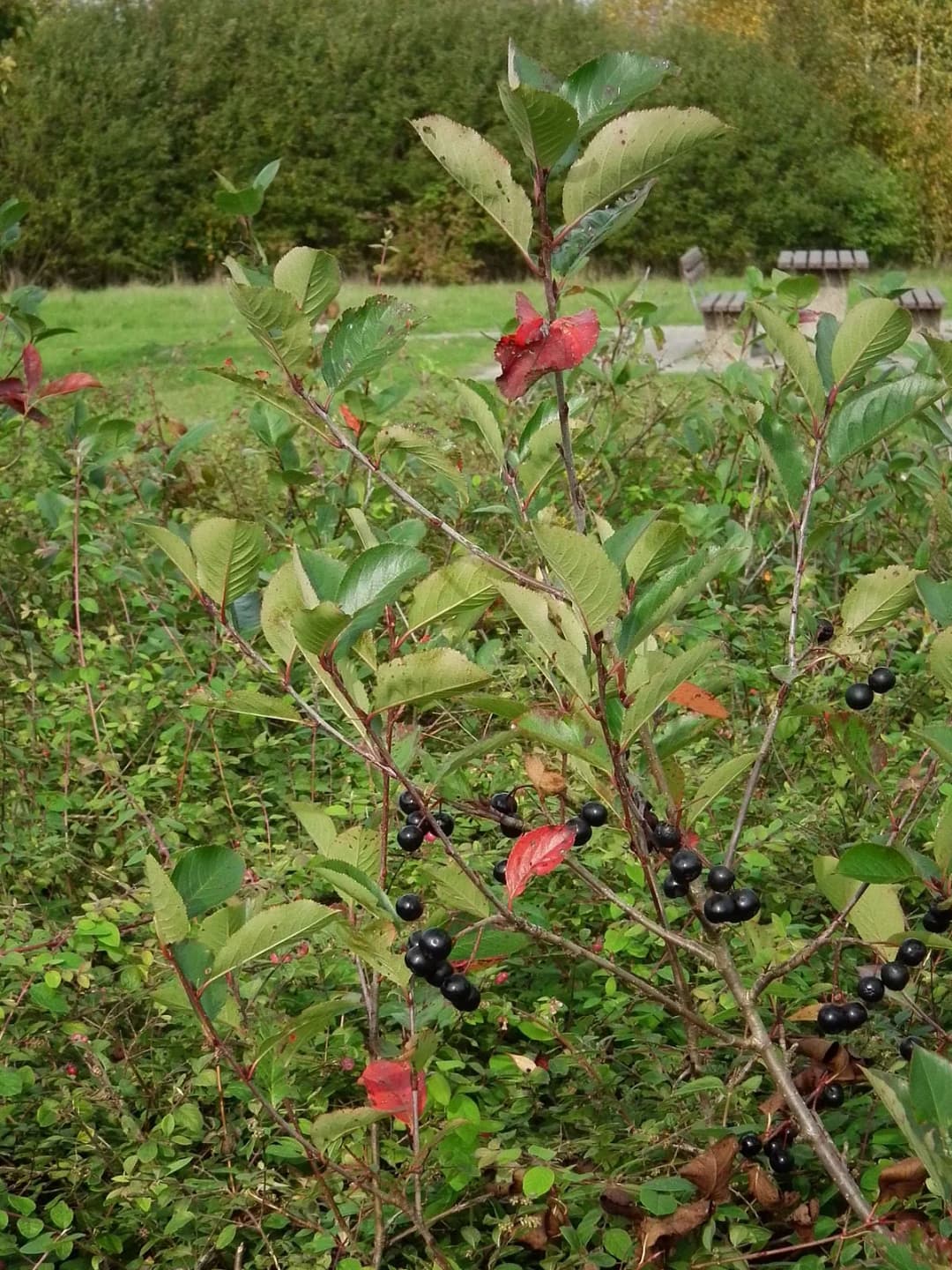 Aronia melanocarpa - Photo 2 sur 5