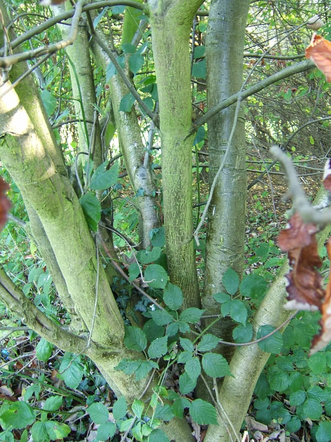 Sorbus mougeotii - Photo 3 sur 5