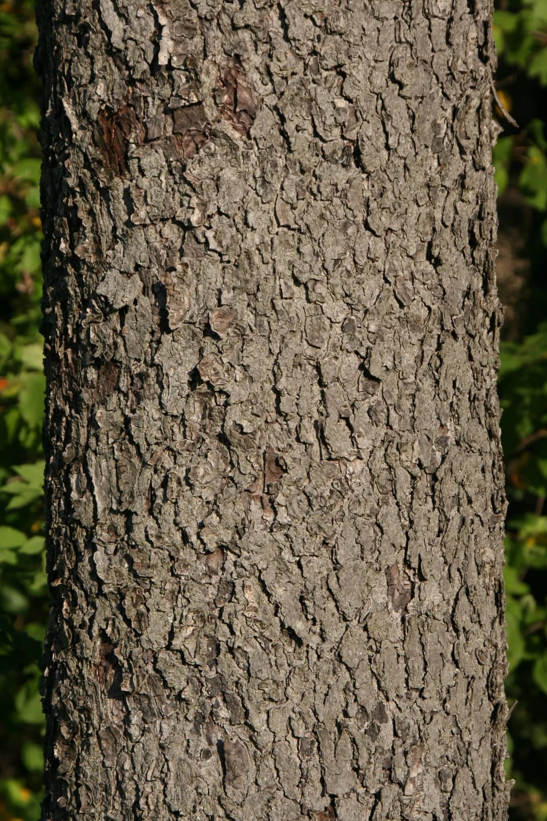 Sorbus torminalis - Photo 6 sur 7