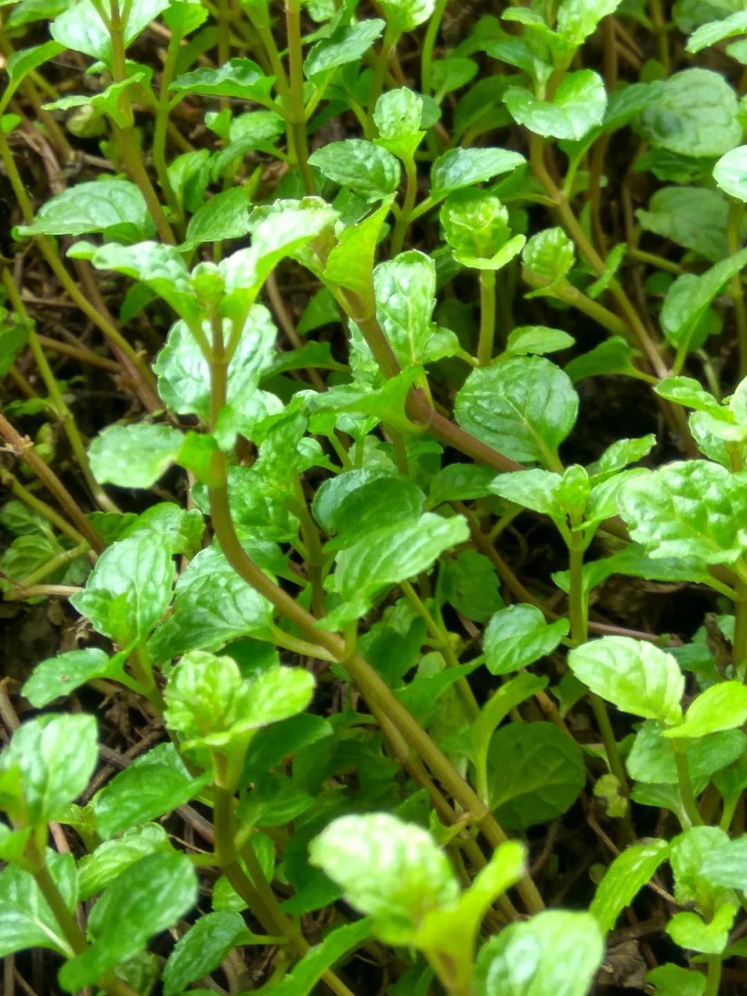 Mentha spicata - Photo 4 sur 5