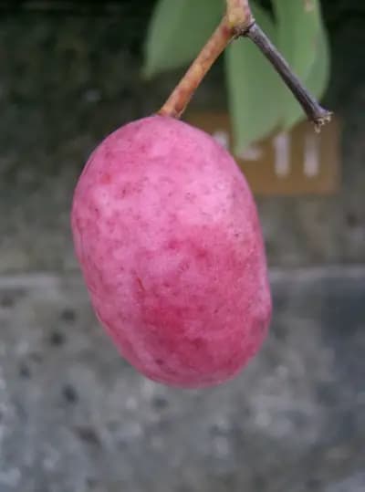 Photo de Akebie (Stauntonia hexaphylla), Grimpante