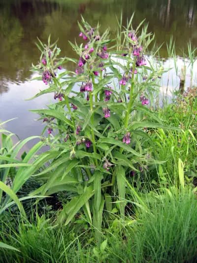 Photo de Consoude (Symphytum officinale), Couvre-sol