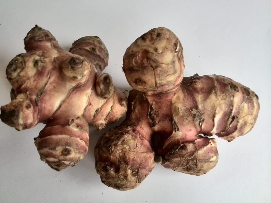 Helianthus tuberosus - Photo 1 sur 10