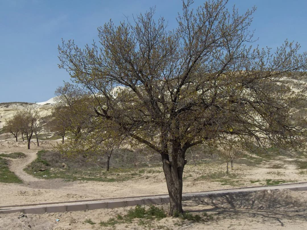 Prunus armeniaca "Abricotier des Hunzas" - Photo 2 sur 6