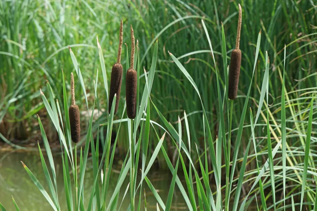 Typha latifolia - Photo 1 sur 1
