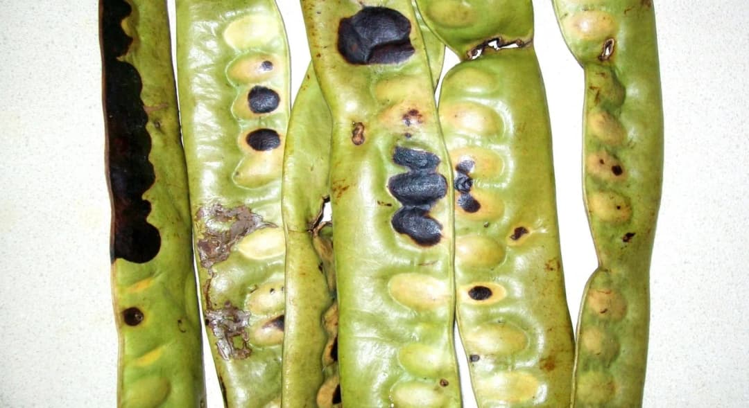 Gleditsia triacanthos - Photo 5 sur 5