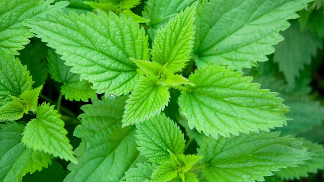 Urtica dioica - Photo 1 sur 3