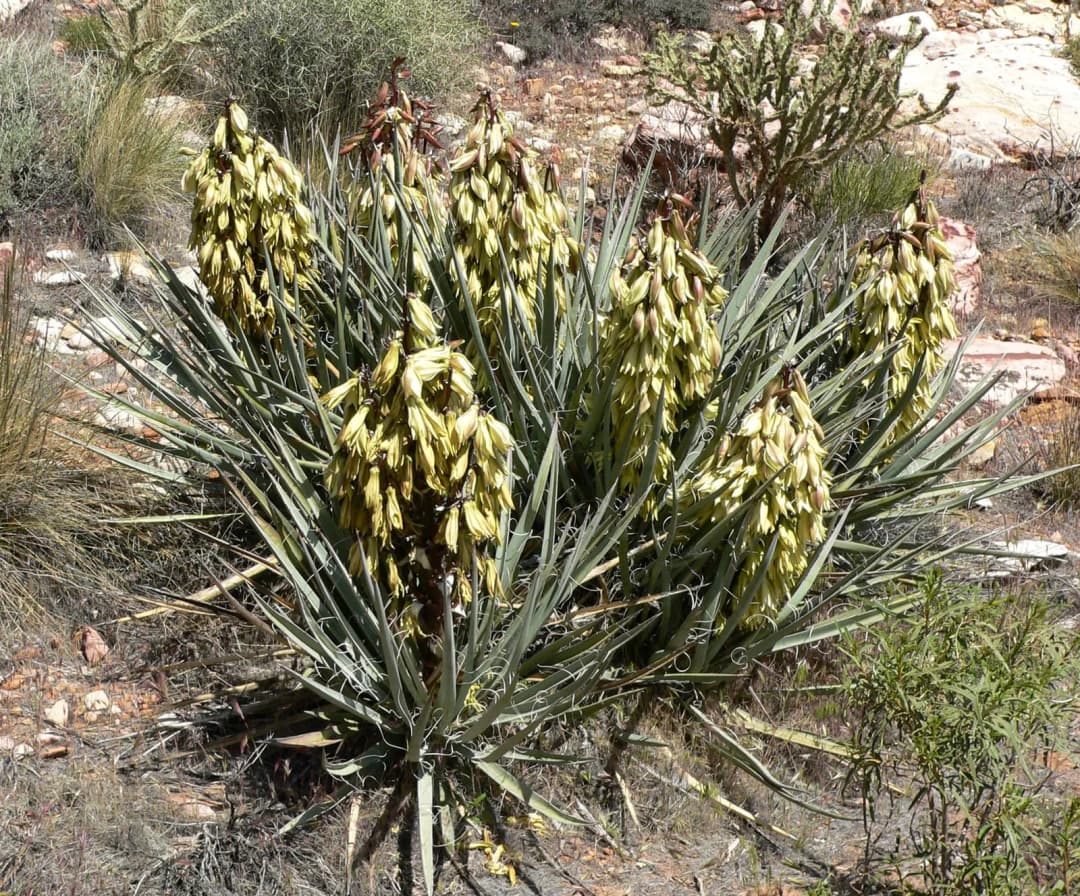 Yucca baccata - Photo 2 sur 5