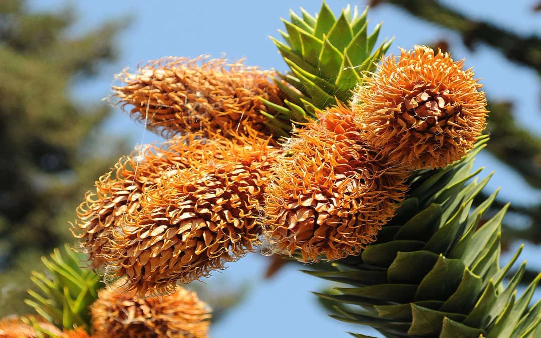 Araucaria araucana - Photo 2 sur 2