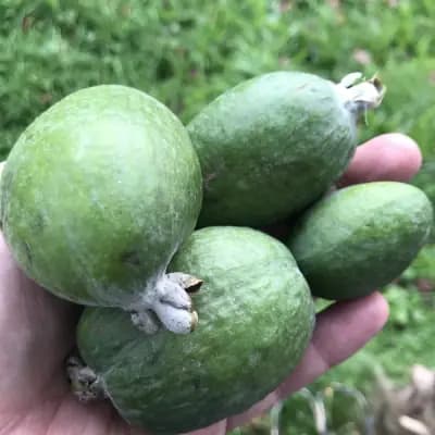 Photo de Feijoa (Acca sellowiana), Petit arbre