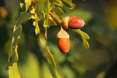 Photo de Chêne vert doux 'Valenciana dulce' (Quercus ilex ballota (Chêne vert doux) 'Valenciana dulce'), Canopée