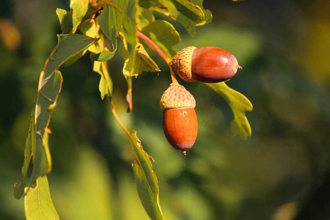 Quercus ilex ballota (Chêne vert doux) 'Valenciana dulce' - Photo 1 sur 3
