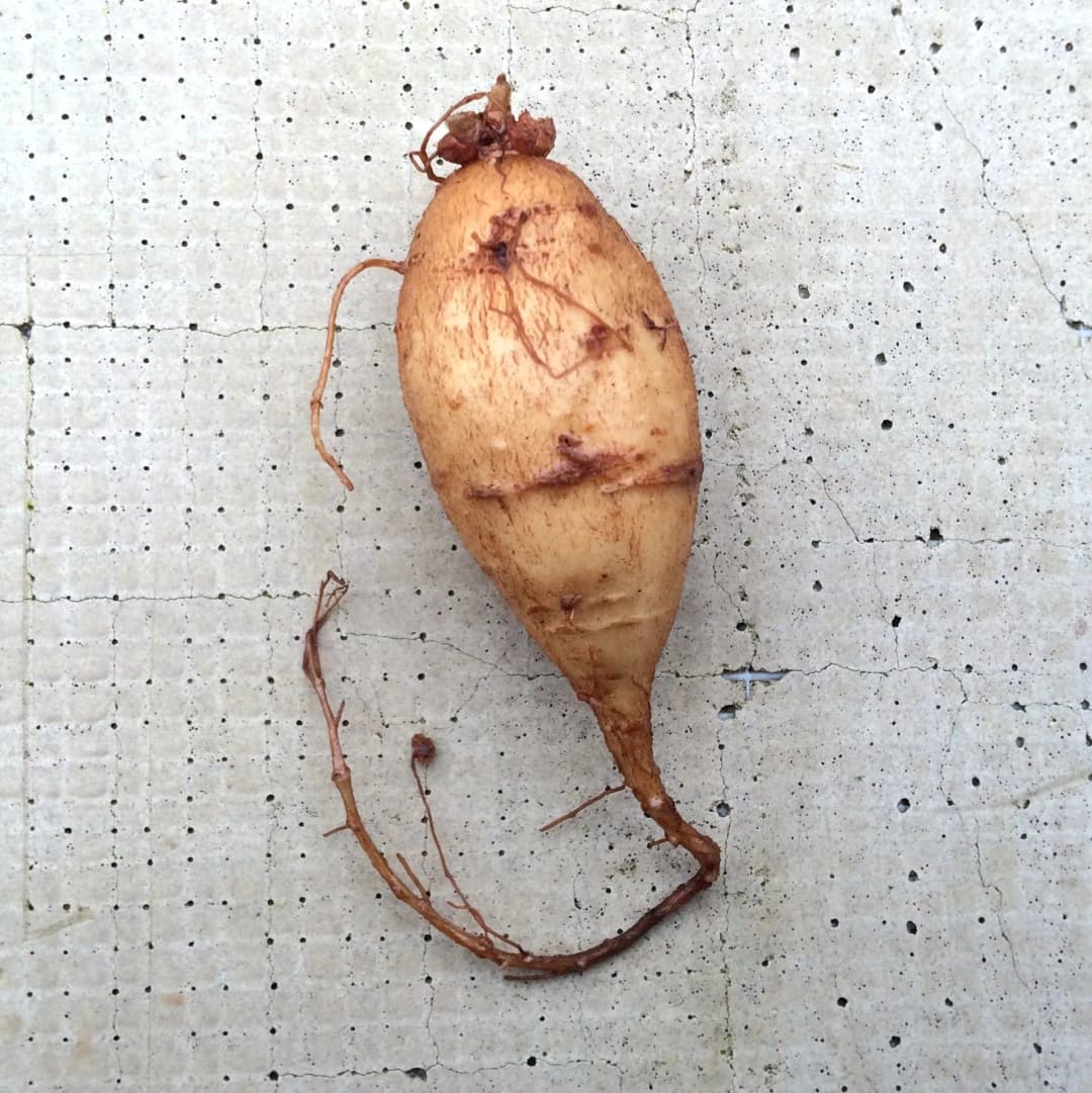 Apios fortunei - Photo 1 sur 4