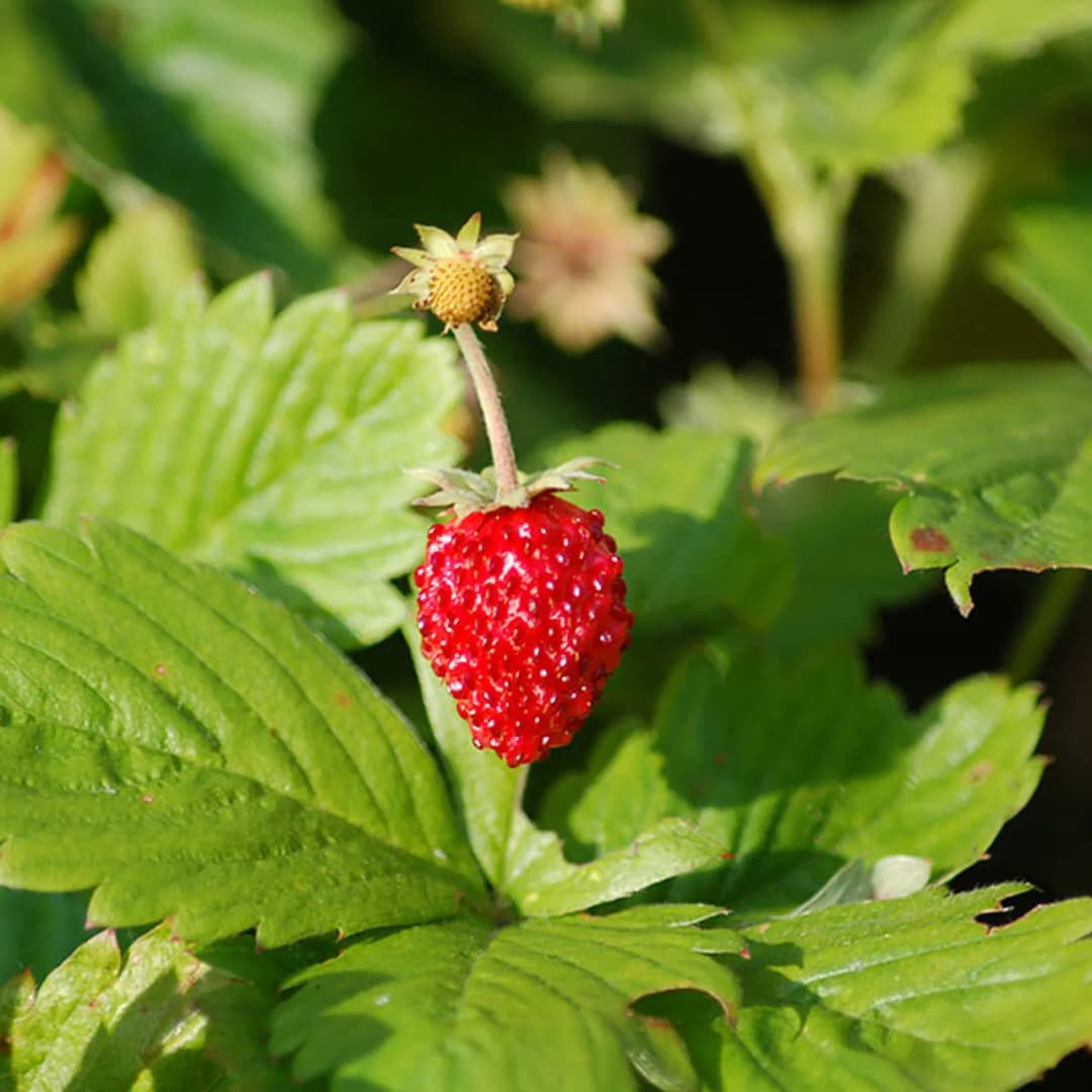 Fragaria vesca - Photo 4 sur 4