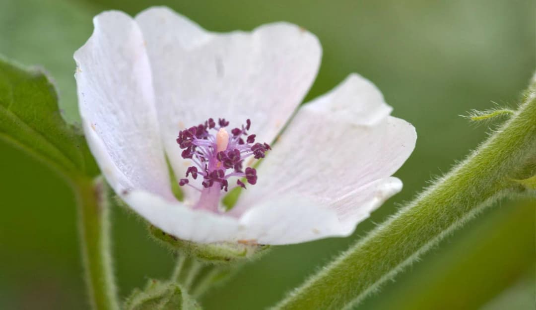 Althaea officinalis - Photo 4 sur 5