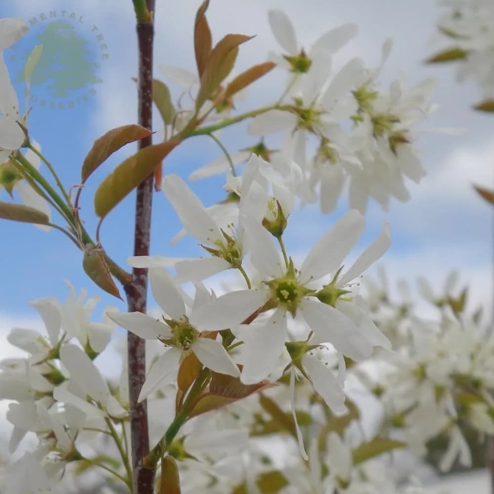 Amelanchier lamarckii 'Ballerina' - Photo 5 sur 7