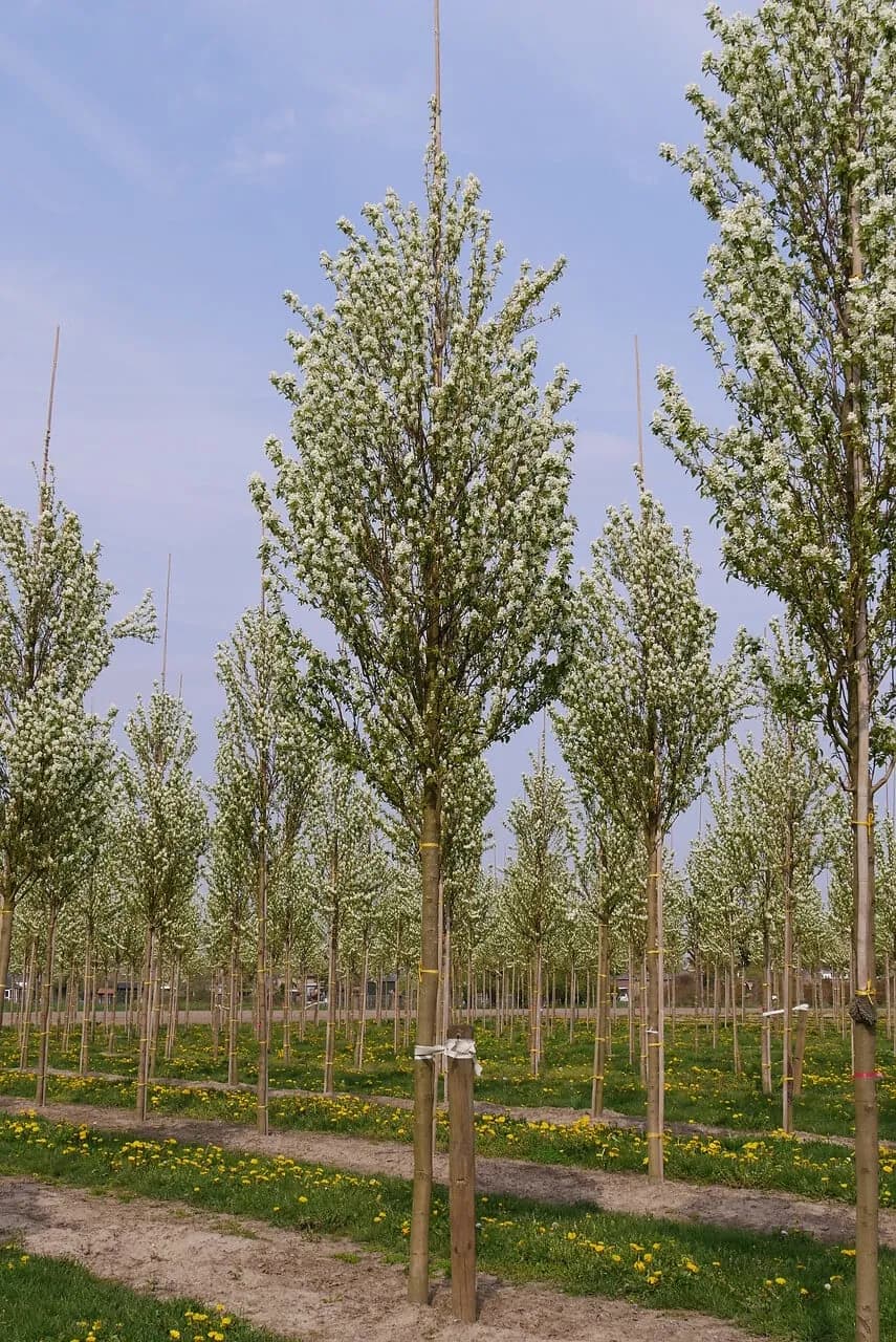 Amélanchier alnifolia - Photo 4 sur 5