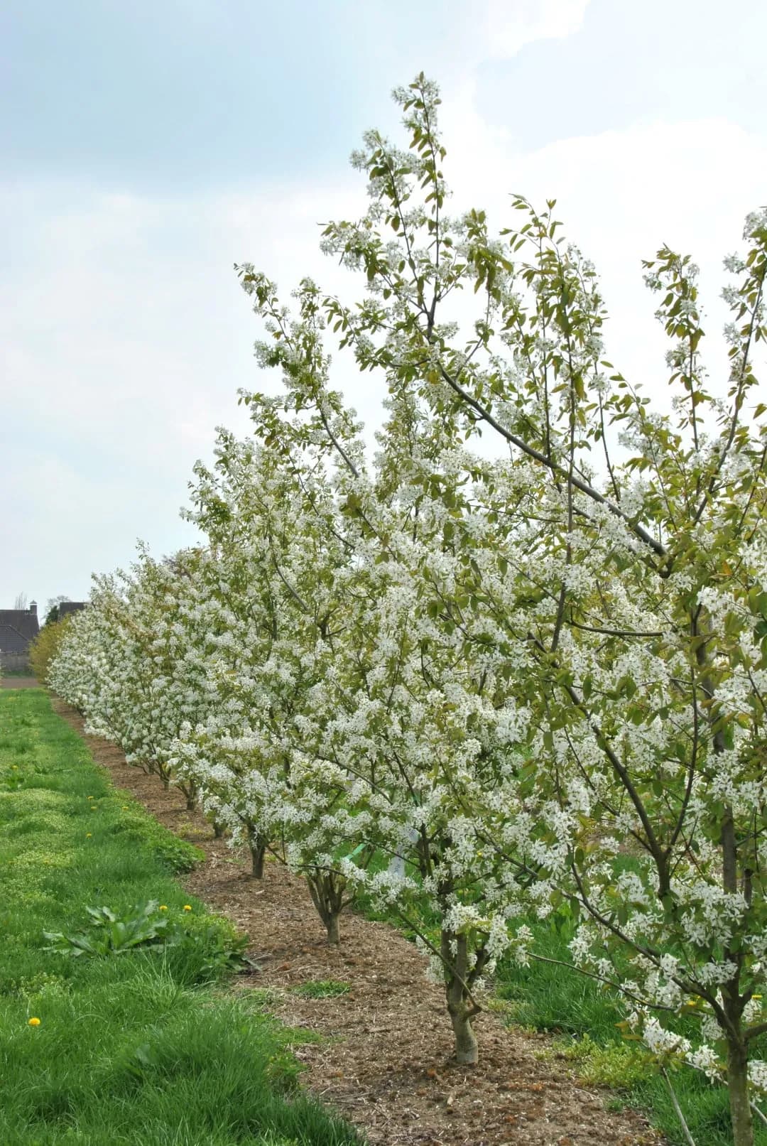 Amelanchier lamarckii 'Ballerina' - Photo 2 sur 7