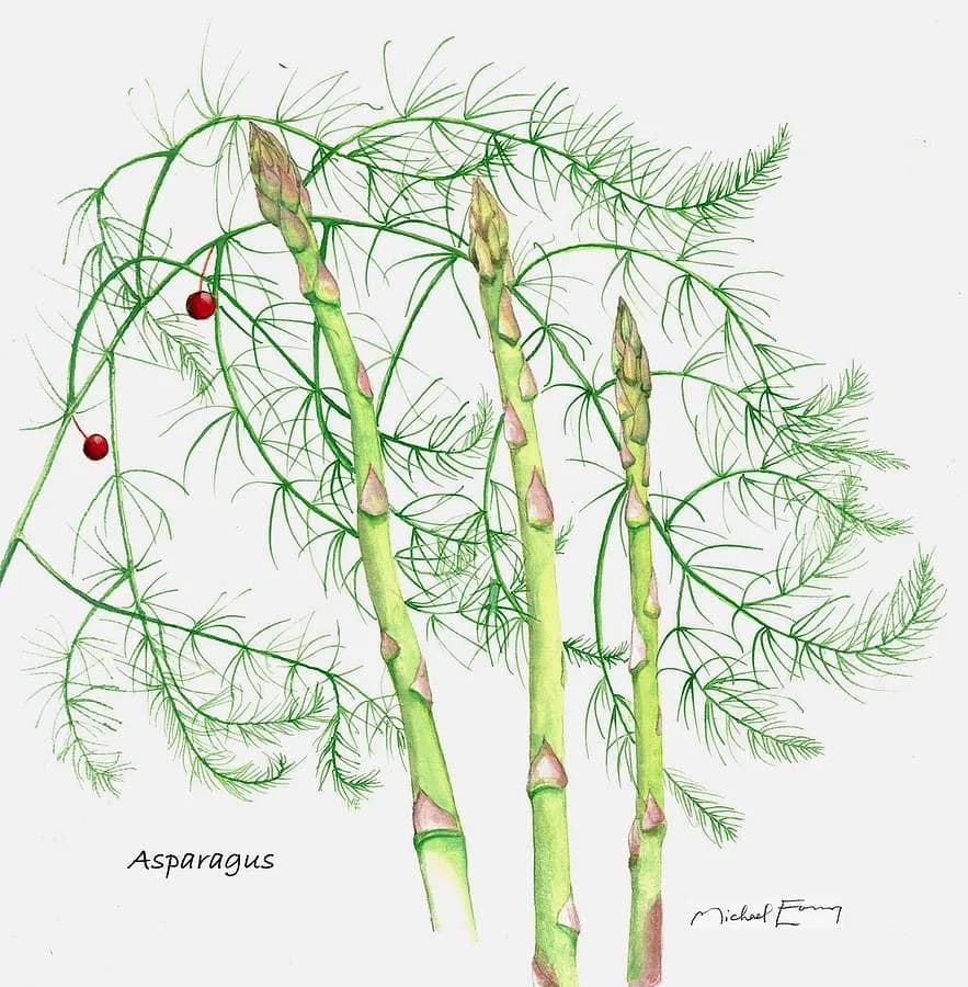 Asparagus officinalis - Photo 2 sur 6