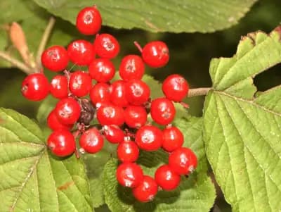 Photo de Viorne à feuilles d'aulne (Viburnum lantanoides), Petit arbre
