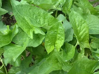 Photo de Chénopode Bon-Henri (Chenopodium bonus-henricus), Couvre-sol